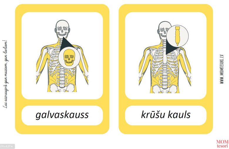 Cilvēka skelets
