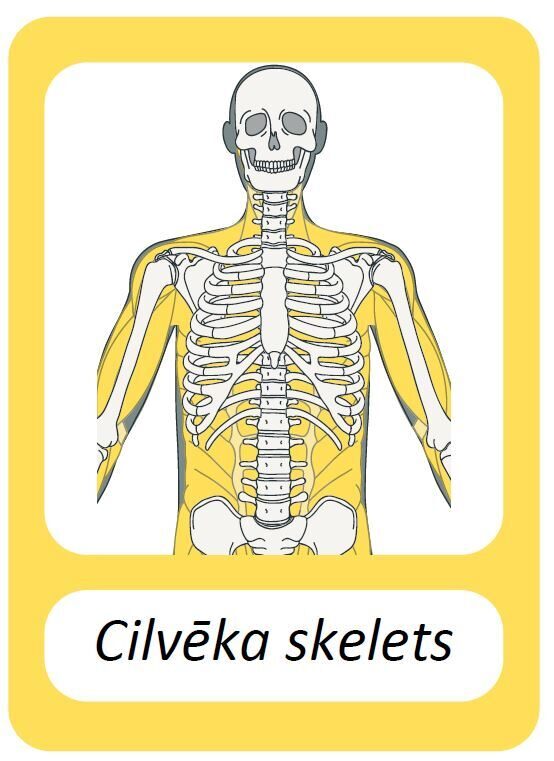 Cilvēka skelets