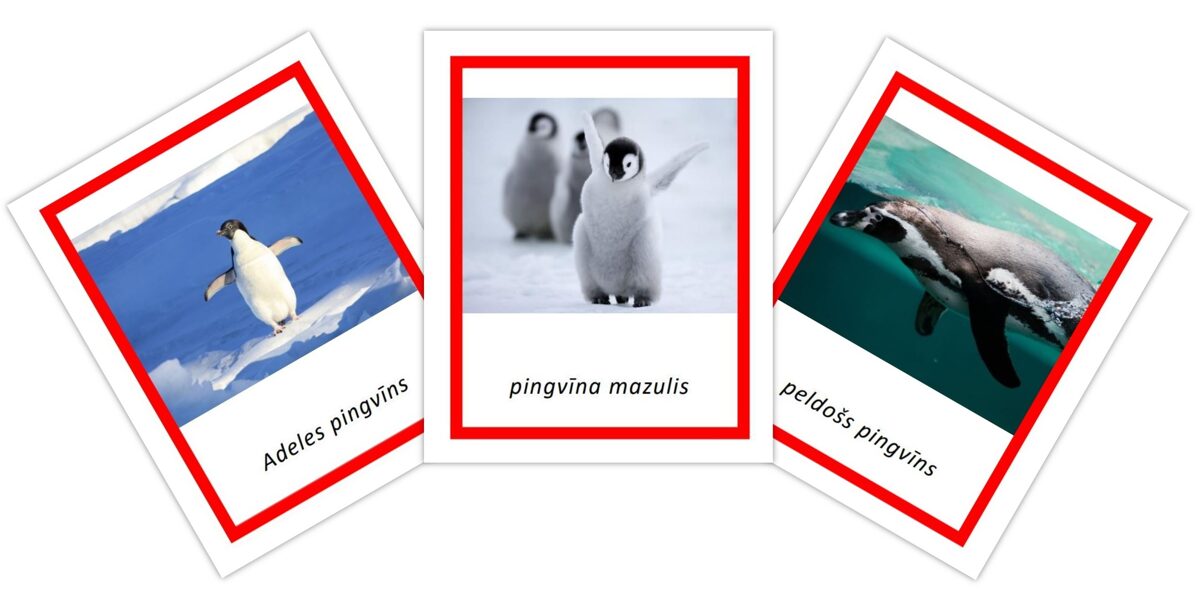 Komplekts - Arktikas iemītnieki + Dzīvnieki Antarktikā + Pingvīni
