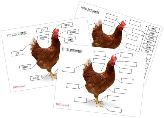 Plakāts/darba lapas - Vistas anatomija