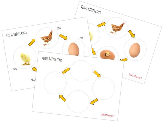 Plakāts/darba lapas - Vistas dzīves cikls