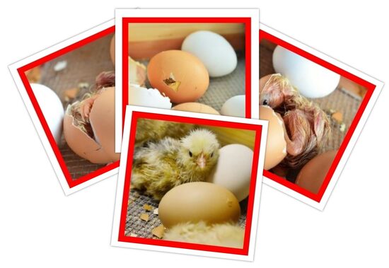 Attīstības rinda - Cāļa izšķilšanās