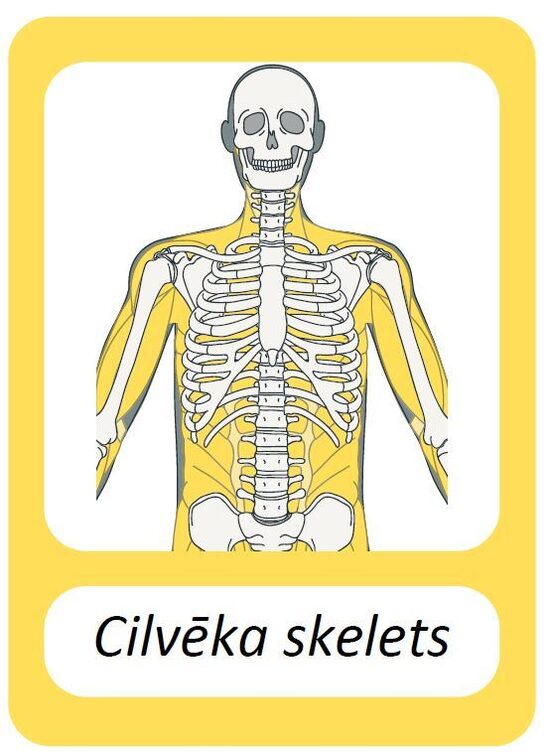 Cilvēka skelets