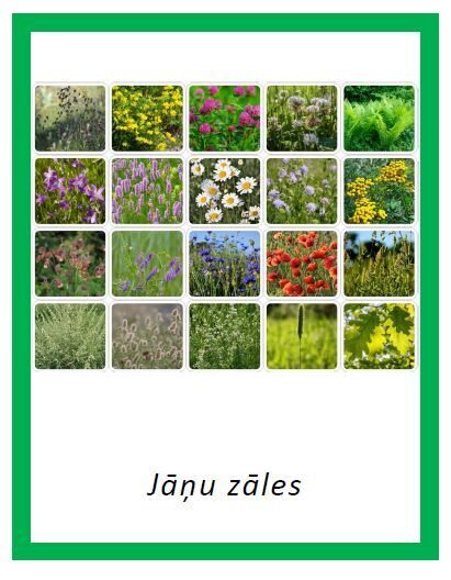 JĀŅU ZĀLES 