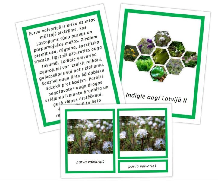 Komplekts - Indīgie augi Latvijā II