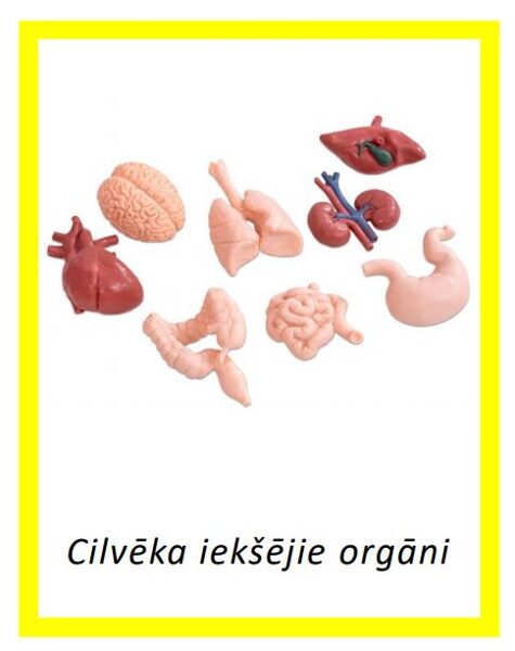 Cilvēka iekšējie orgāni