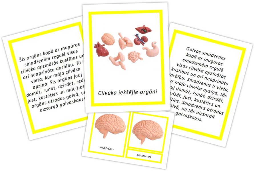 Komplekts - Cilvēka iekšējie orgāni
