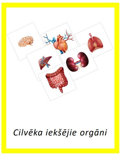 Komplekts - Cilvēka iekšējie orgāni